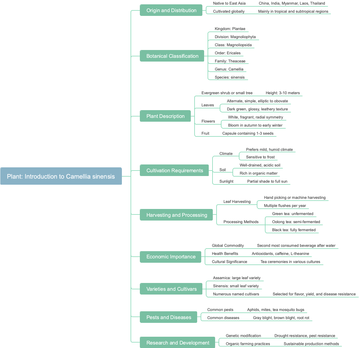 Plant: Introduction to Camellia sinensis