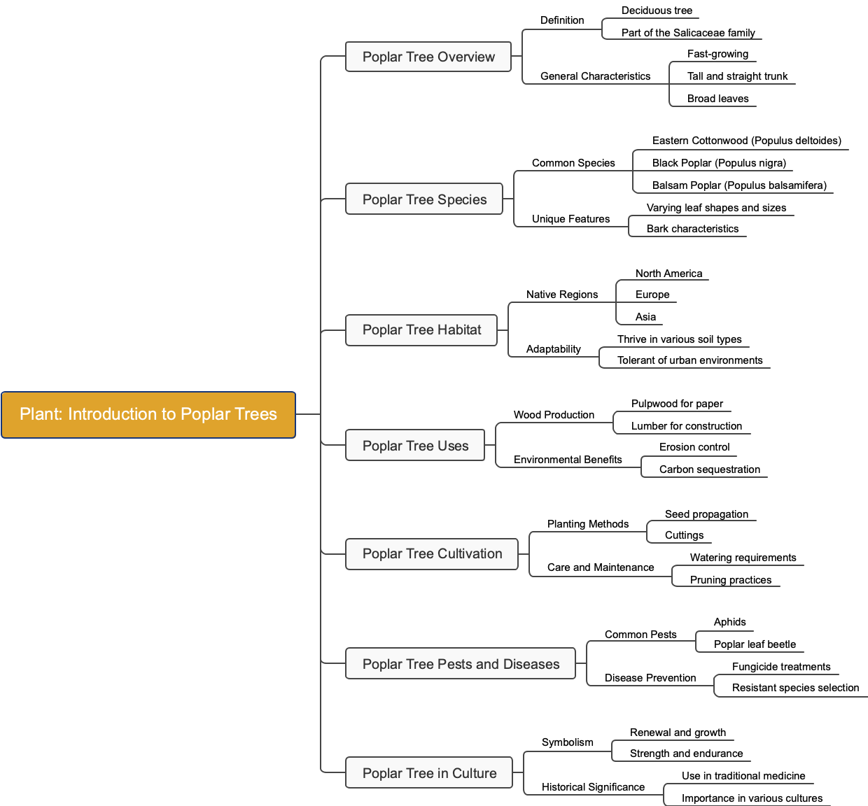 Plant: Introduction to Poplar Trees