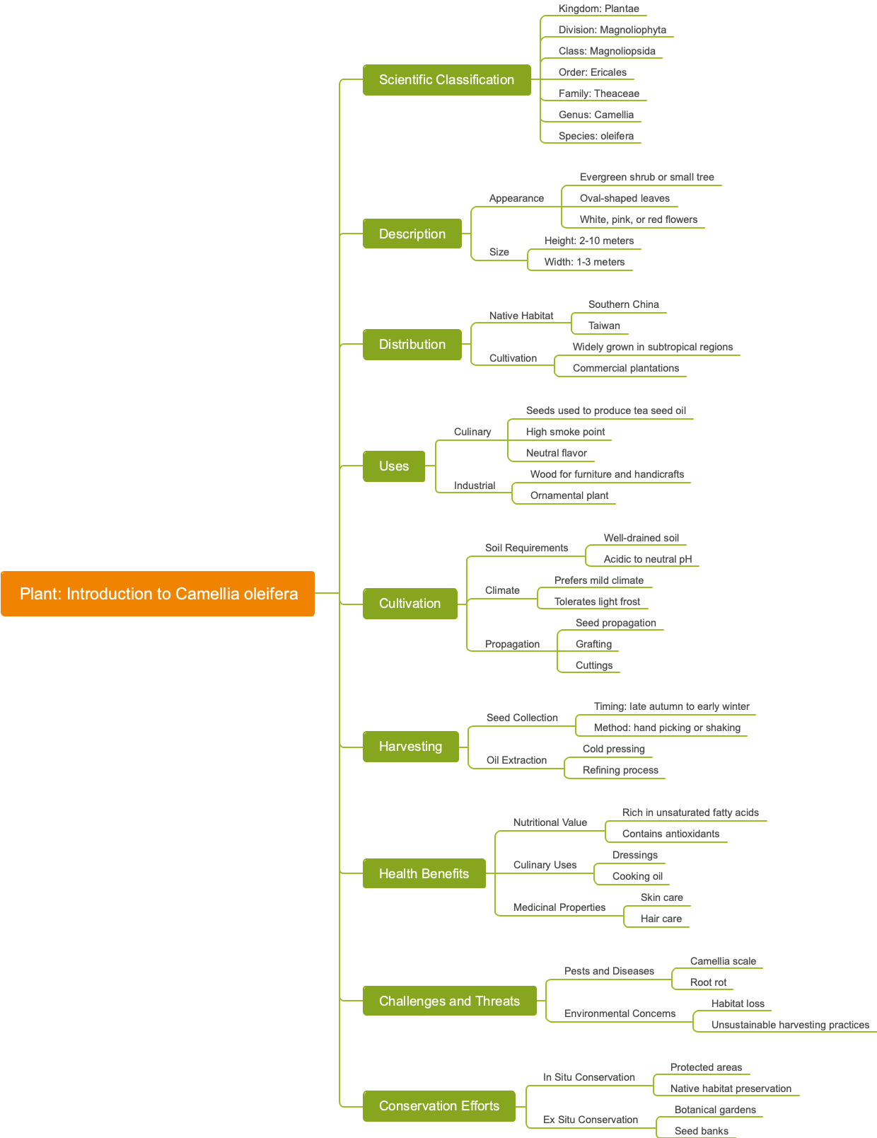 Plant: Introduction to Camellia oleifera
