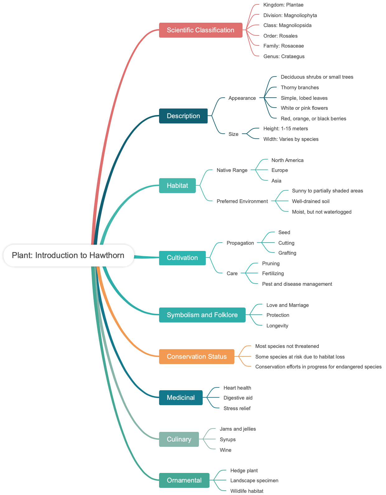 Plant: Introduction to Hawthorn