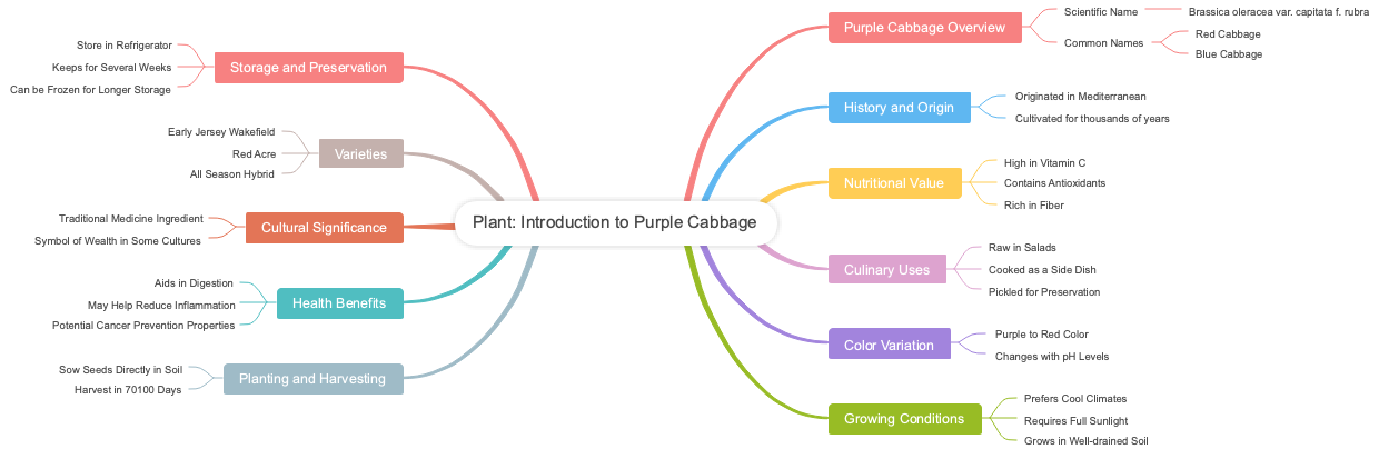 Plant: Introduction to Purple Cabbage