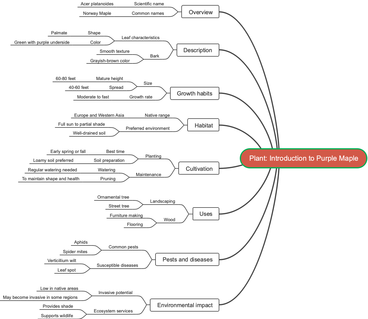 Plant: Introduction to Purple Maple
