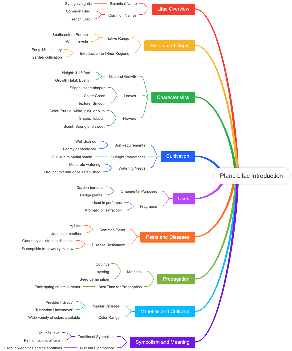 Plant: Lilac Introduction