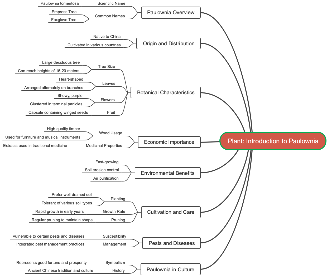 Plant: Introduction to Paulownia