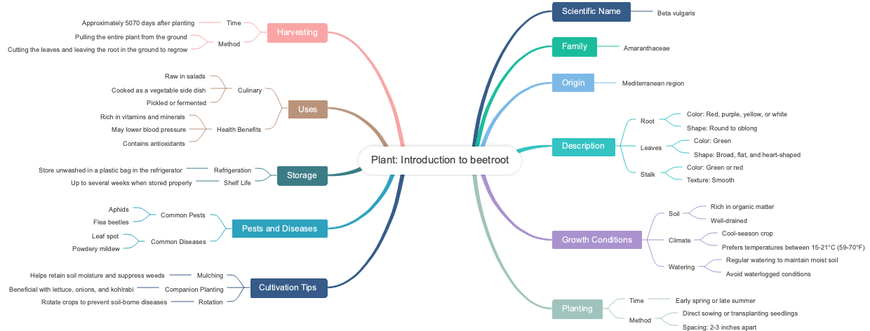 Plant: Introduction to beetroot