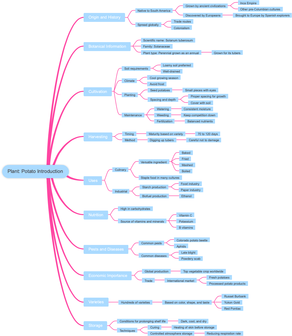 Plant: Potato Introduction
