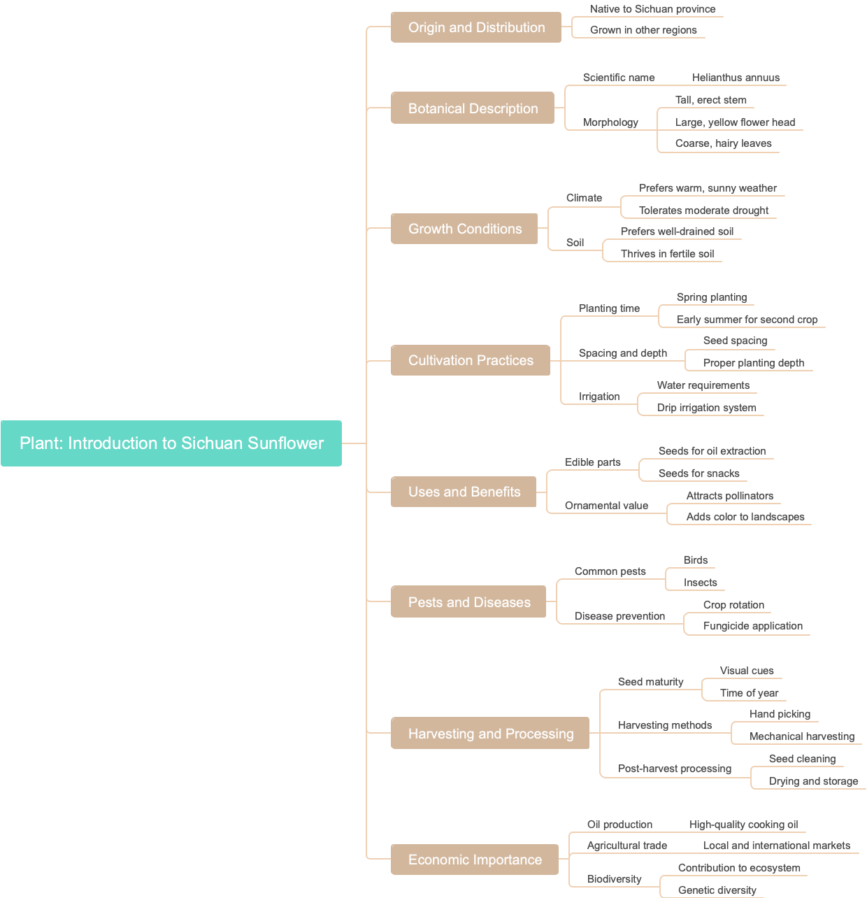 Plant: Introduction to Sichuan Sunflower