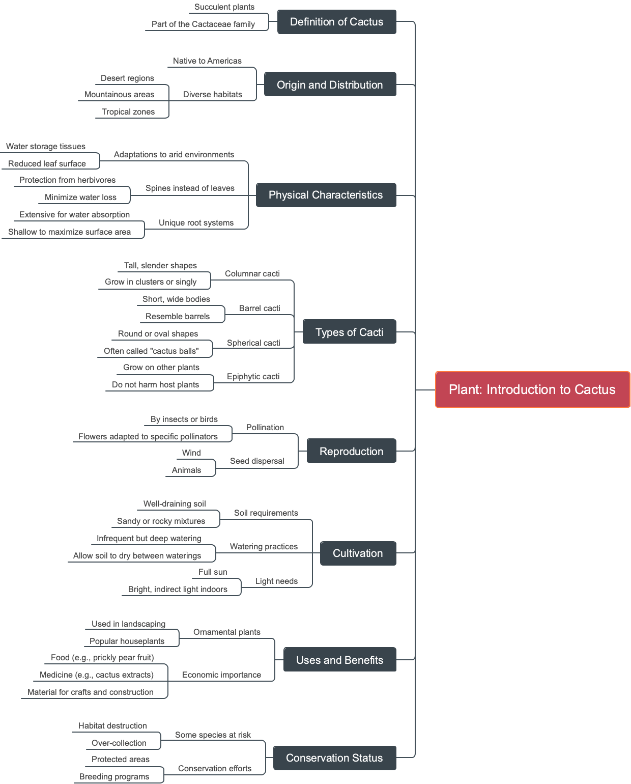 Plant: Introduction to Cactus