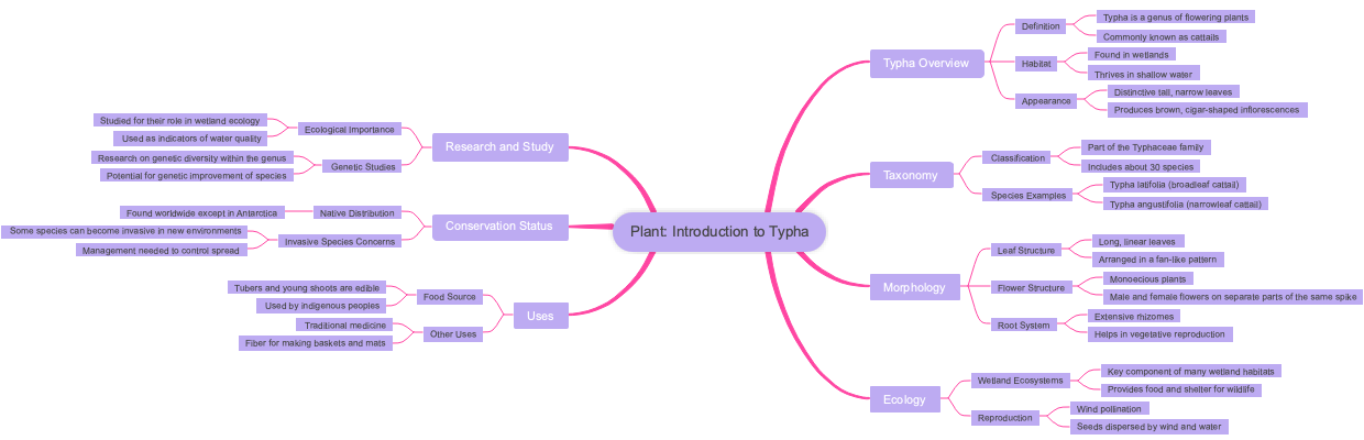Plant: Introduction to Typha