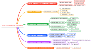 BACTERIAS GRAMNEGATIVAS ORALES