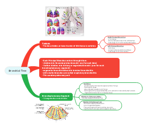 Bronchial Tree