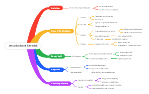 beta oxidation of fatty acids