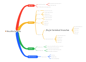 Brachial plexus