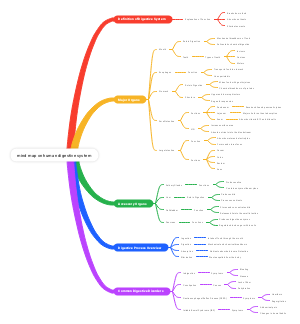 mind map on human digestive system 