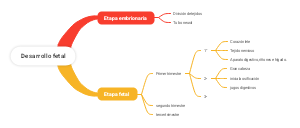 Desarrollo Fetal (Phát Triển Thai Nhi)