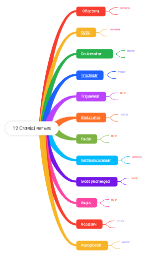 12 Cranial Nerves (12 Đối Thần Kinh Sọ)