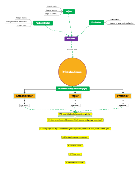 Metabolism concept map example 01