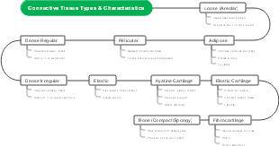 Connective Tissue Types & Characteristics 