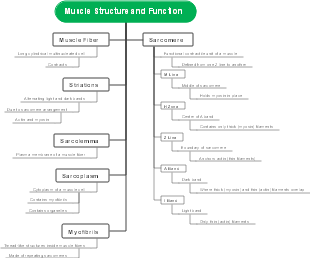 Muscle Structure and Function 