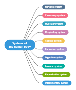 Human Body Systems