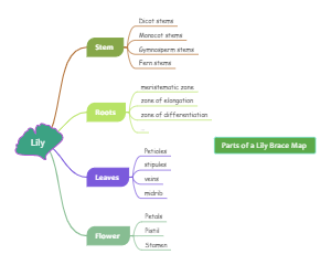 A lily tree brace map