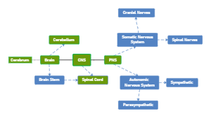 Nervous System Concept Map