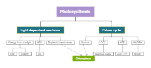 Photosynthesis Concept Map Example