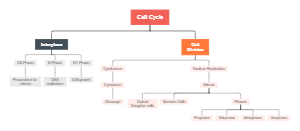 Cell Cycle Concept Map Example