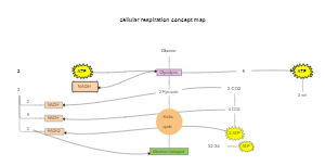 cellular respiration concept map example