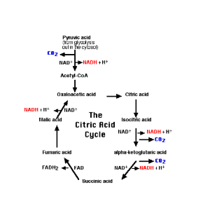 Cellular Respiration Concept Map Example