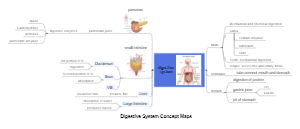 digestive system concept map