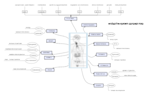 endocrine system concept map