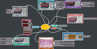 Tecido Epitelial: Revestimento e Classificação