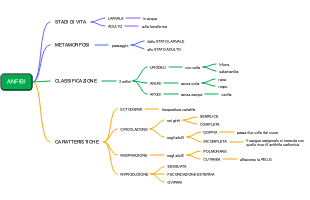 Mappa Mentale degli Anfibi
