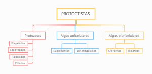 PROTOCTISTAS