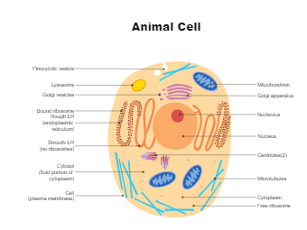 动物细胞图