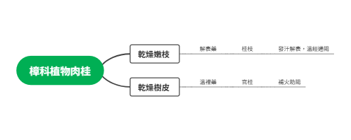 中藥肉桂雙入藥部位功效解析架構