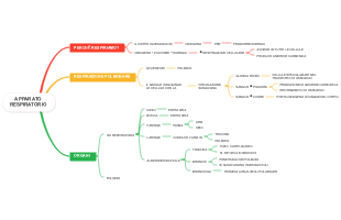Apparato Respiratorio: Funzioni, Respirazione Polmonare e Organi