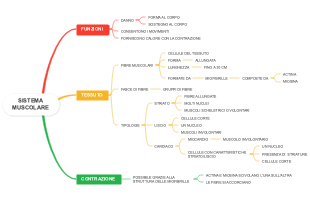 Sistema Muscolare: Funzioni, Tessuto e Contrazione