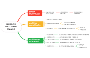 Muscoli del Corpo Umano: Massa Muscolare, Muscoli Antagonisti e Muscoli del Movimento