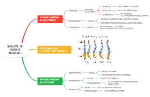 Salute di Ossa e Muscoli: Traumi Scheletrici, Deformazioni e Traumi Muscolari