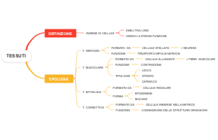 Tessuti: Definizione e Tipologie