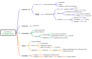 Apparato Tegumentario: Struttura e Funzioni