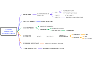 Funzioni dell'Apparato Tegumentario
