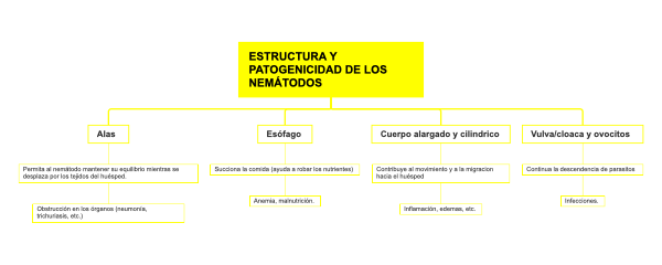 Análisis de la estructura y patogenicidad de los nematodos