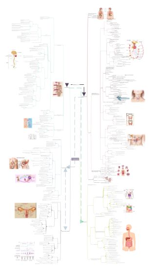 Sistemas del cuerpo humano (Human Body Systems)